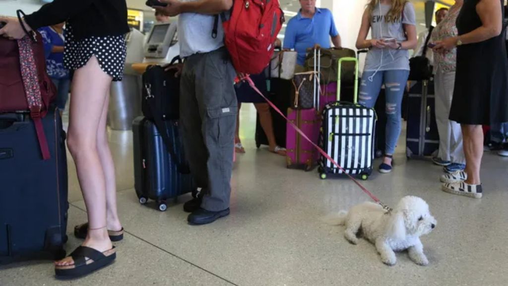 Clear Your Pet Travel Queries